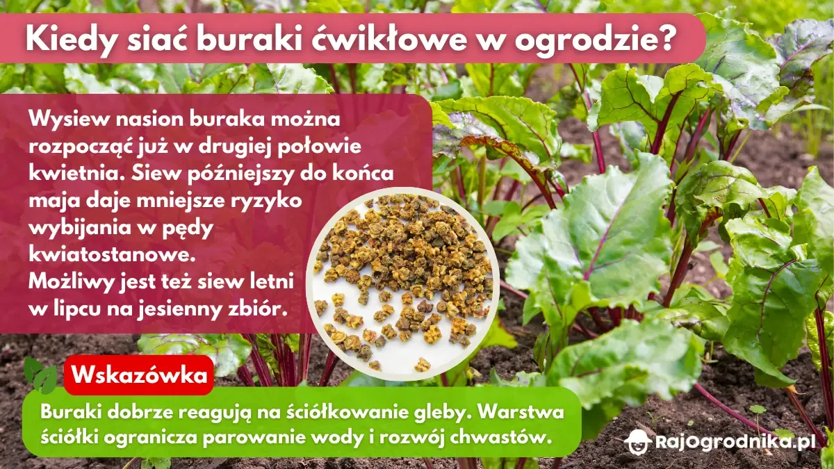 Kiedy-siać-buraki-ćwikłowe-w-ogrodzie-blog-sklep-rajogrodnika